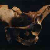 Atapuerca: pelvis 
